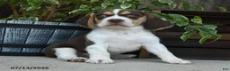 Beagle dogs for sale: Venus - Ad 5