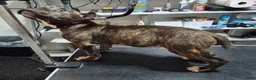 American Bully dogs for sale: American Bully 1 - Ad 6