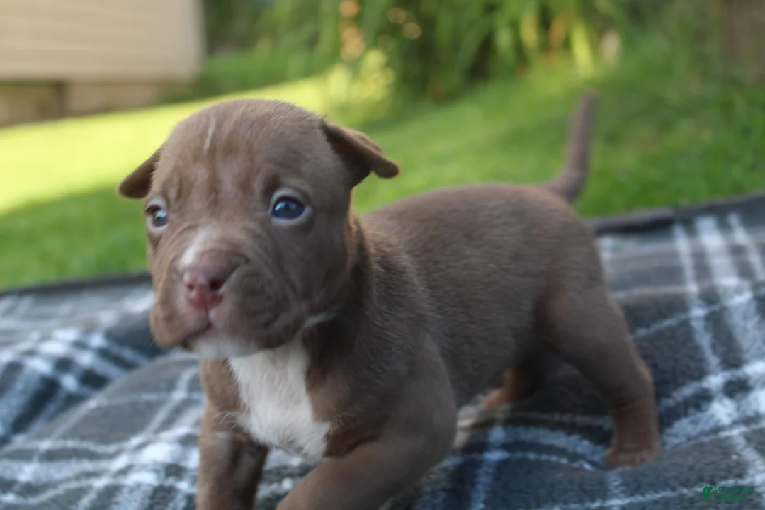 American Bully dogs for sale: Floki - Ad 2