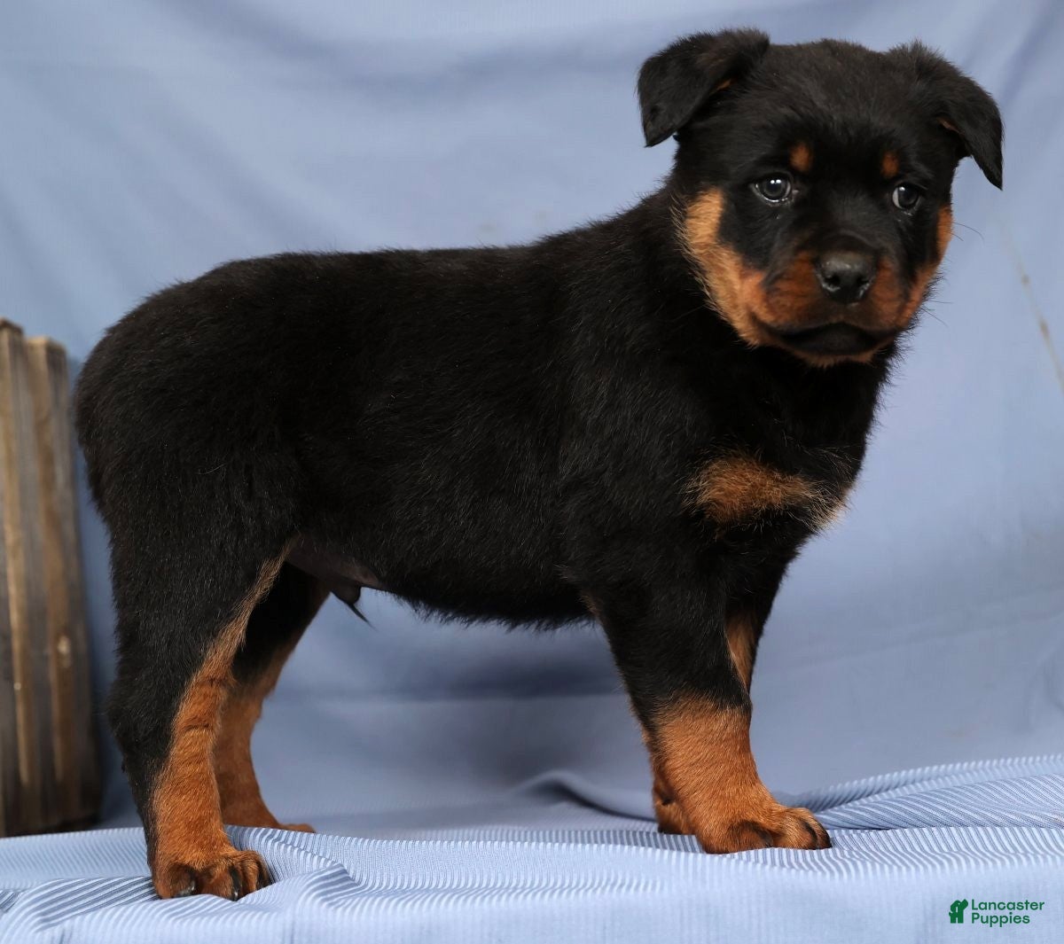 Rottweiler dogs Leo - Ad 10