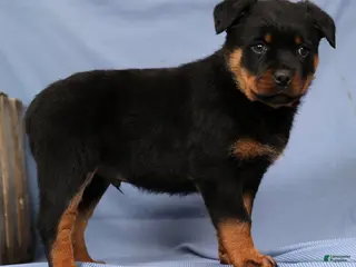 Rottweiler dogs Leo - Ad 10
