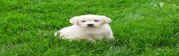 Golden Retriever dogs for sale: Delaney  - Ad 3
