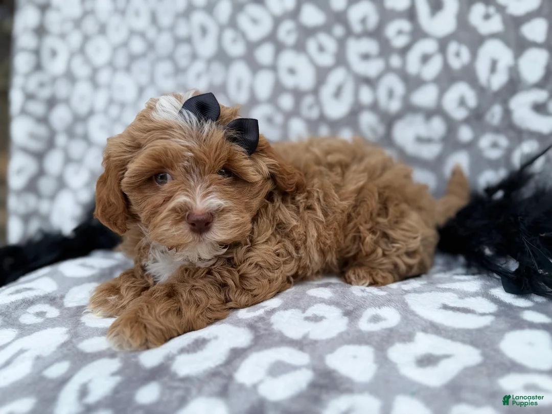 Shihpoo dogs for sale: Harley - Ad 2
