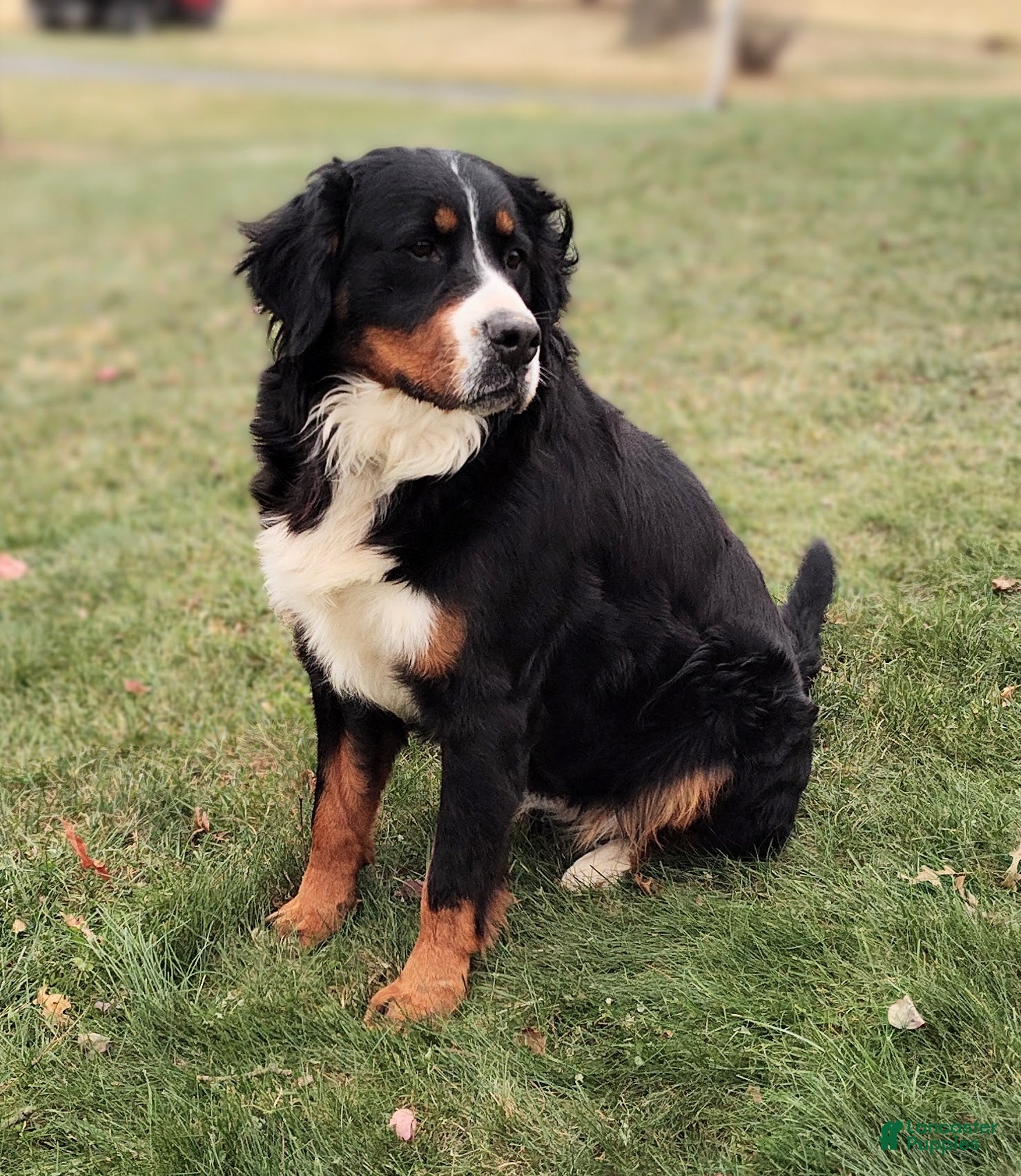 Bernese Mountain Dog dogs Nera - Ad 9