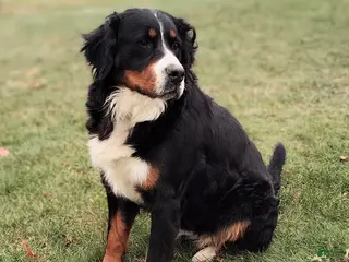 Bernese Mountain Dog dogs Nera - Ad 25