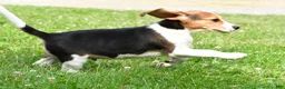 Beagle dogs for sale: Teddy - Ad 12