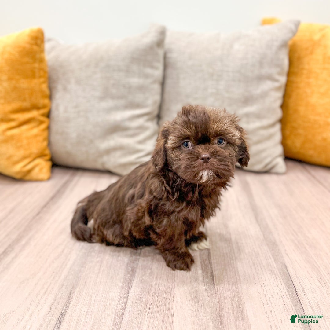 Shih Tzu dogs for sale: Layla - Ad 8
