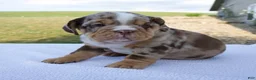 Beabull dogs for sale: Teddy - Ad 3