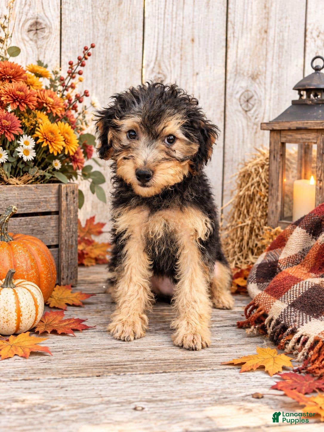 Yorkiepoo dogs for sale: Santiago - Ad 1