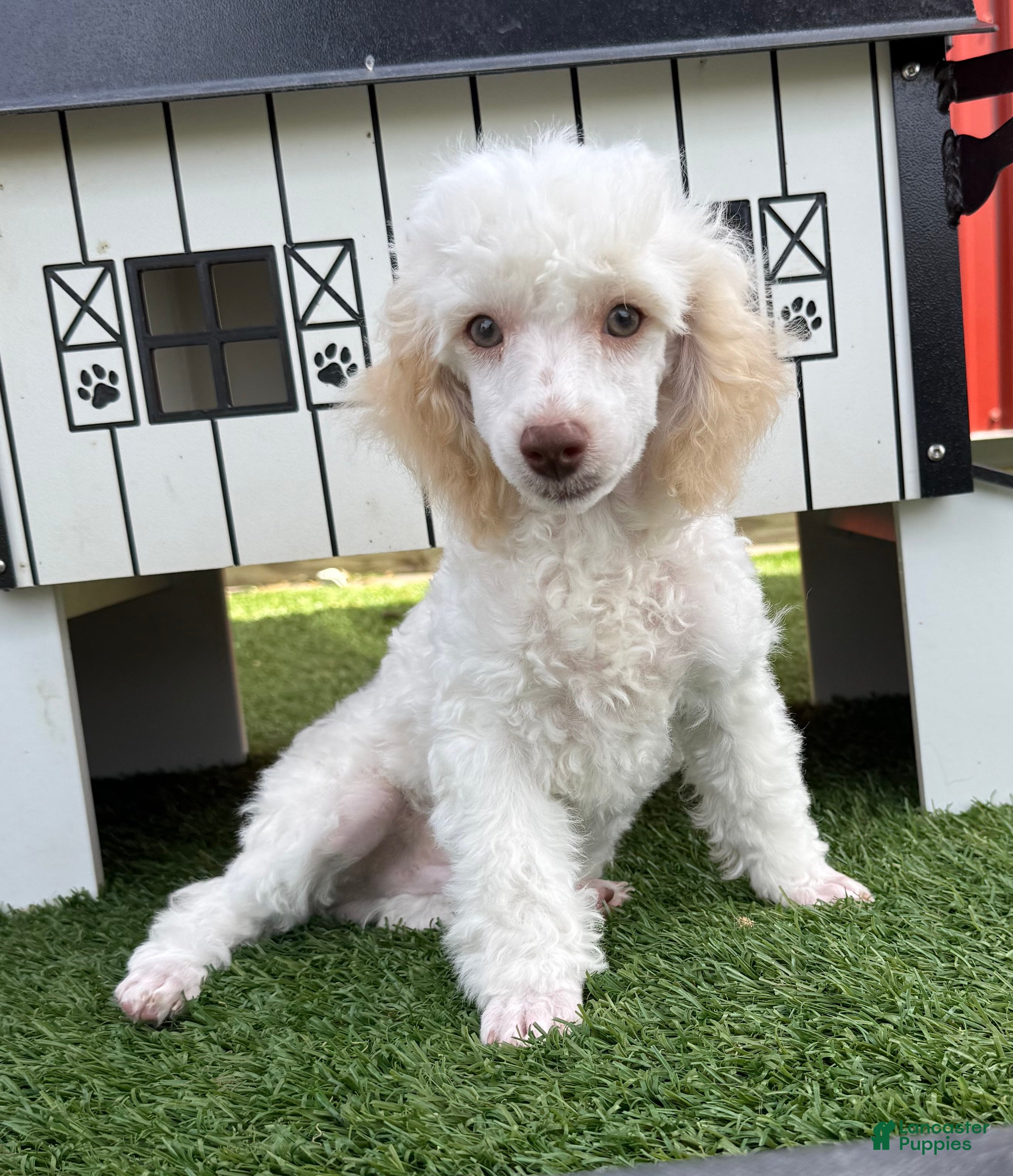 Miniature Poodle dogs Gaylord Miniature Poodle Puppy  - Ad 1