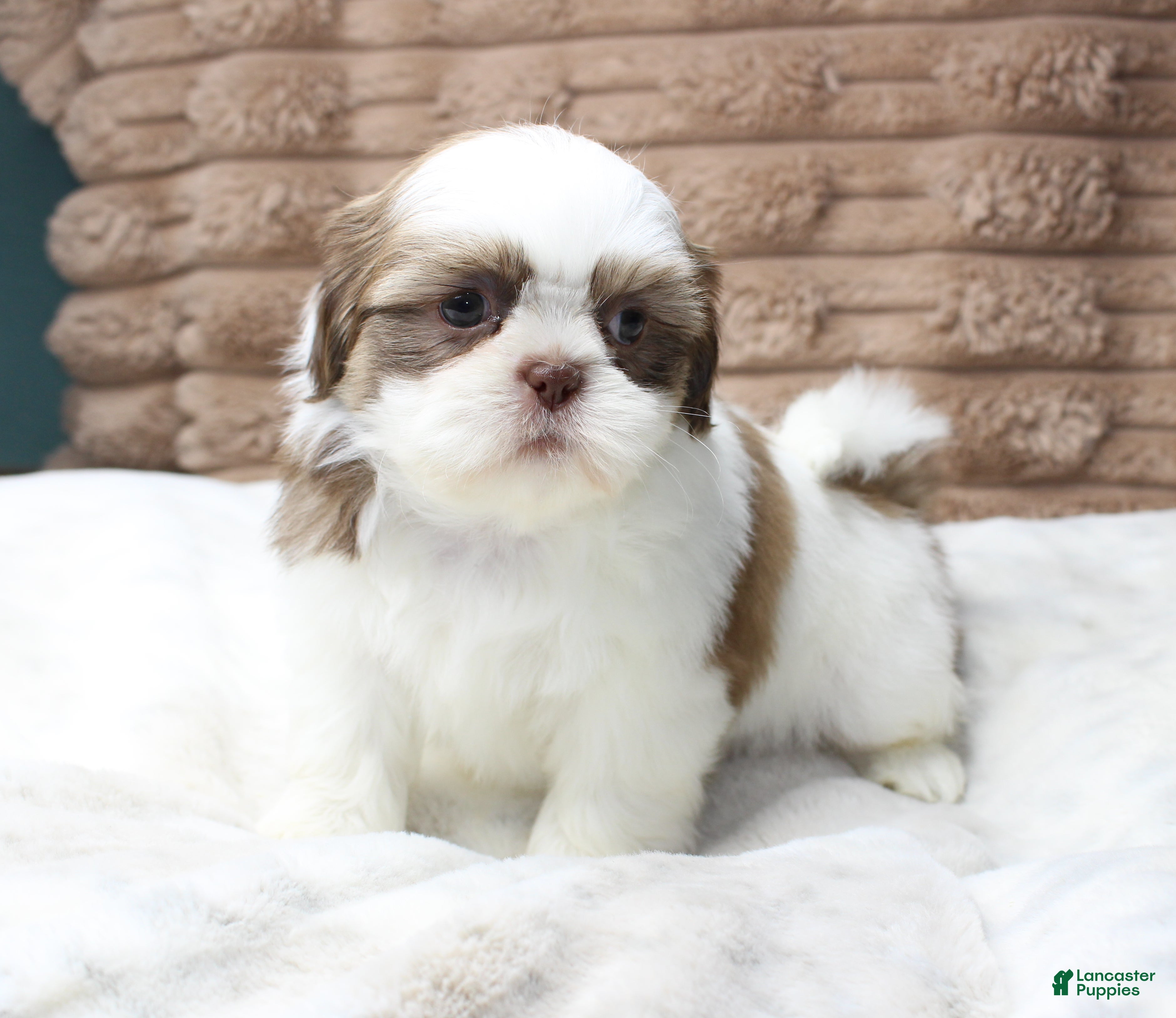 Shih Tzu dogs for sale: Lilly - Ad 1