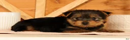 Yorkshire Terrier dogs for sale: Vinnie - Ad 8