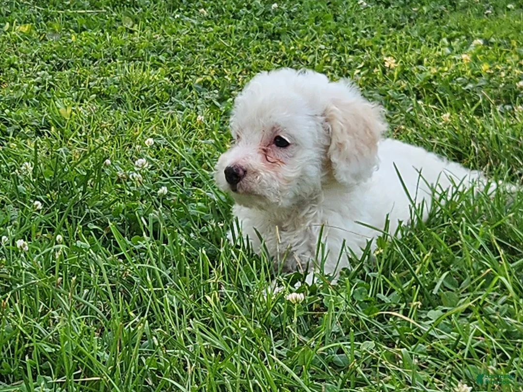 Cockapoo dogs for sale: Vanilla - Ad 2