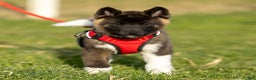 Akita dogs for sale: Tank - Ad 2