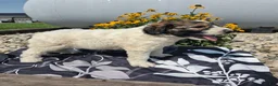 Mixed Breed dogs for sale: Conner - Ad 2