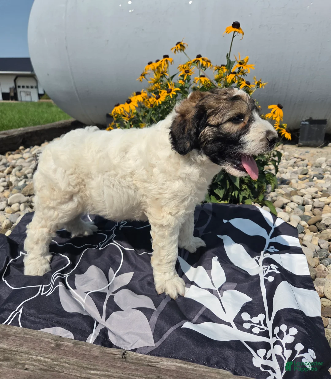 Mixed Breed dogs for sale: Conner - Ad 2