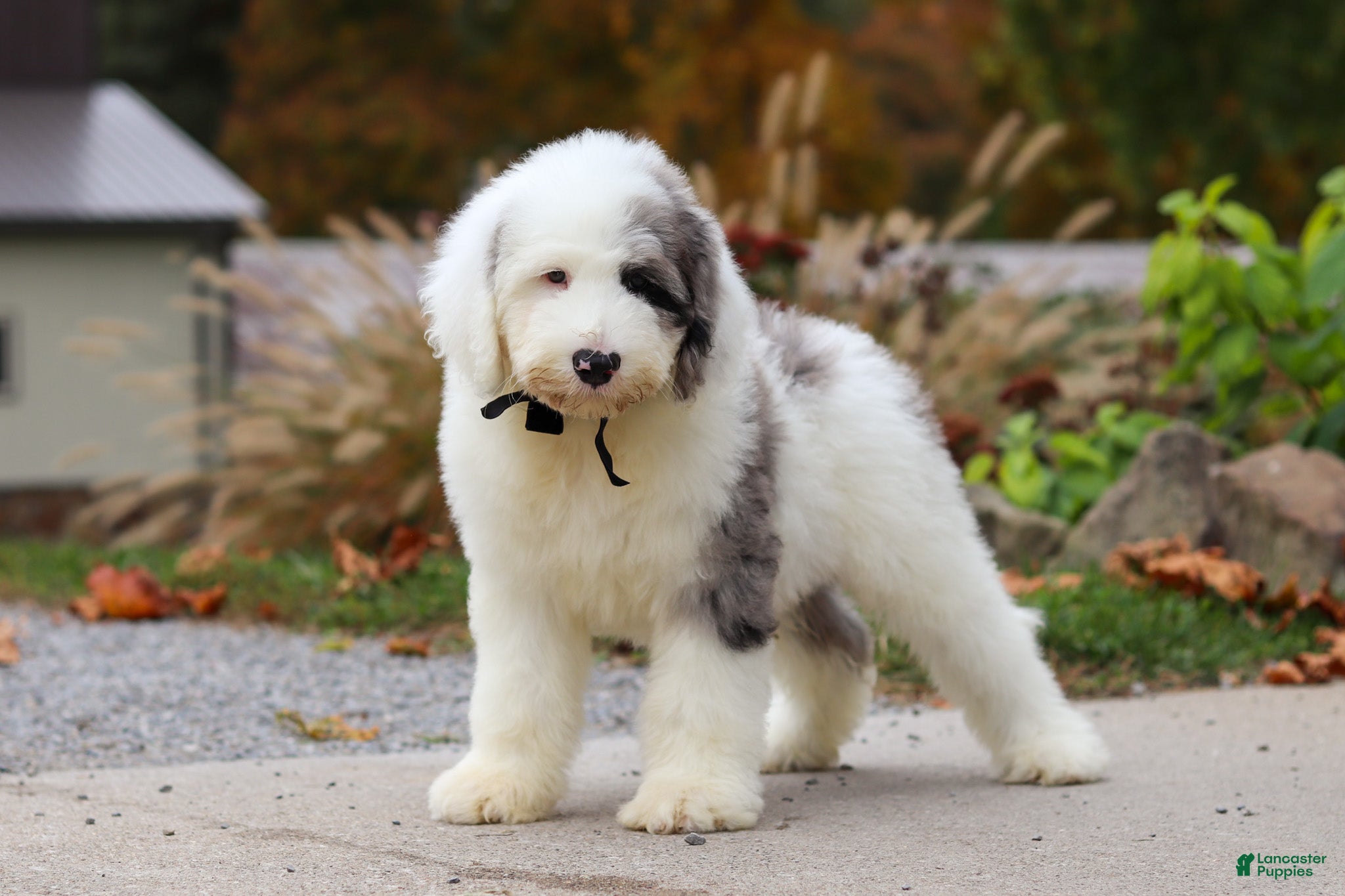 Sheepadoodle dogs Nemo - Ad 1