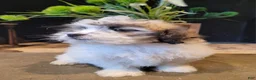 Lhasapoo dogs for sale: Daffodil - Ad 6