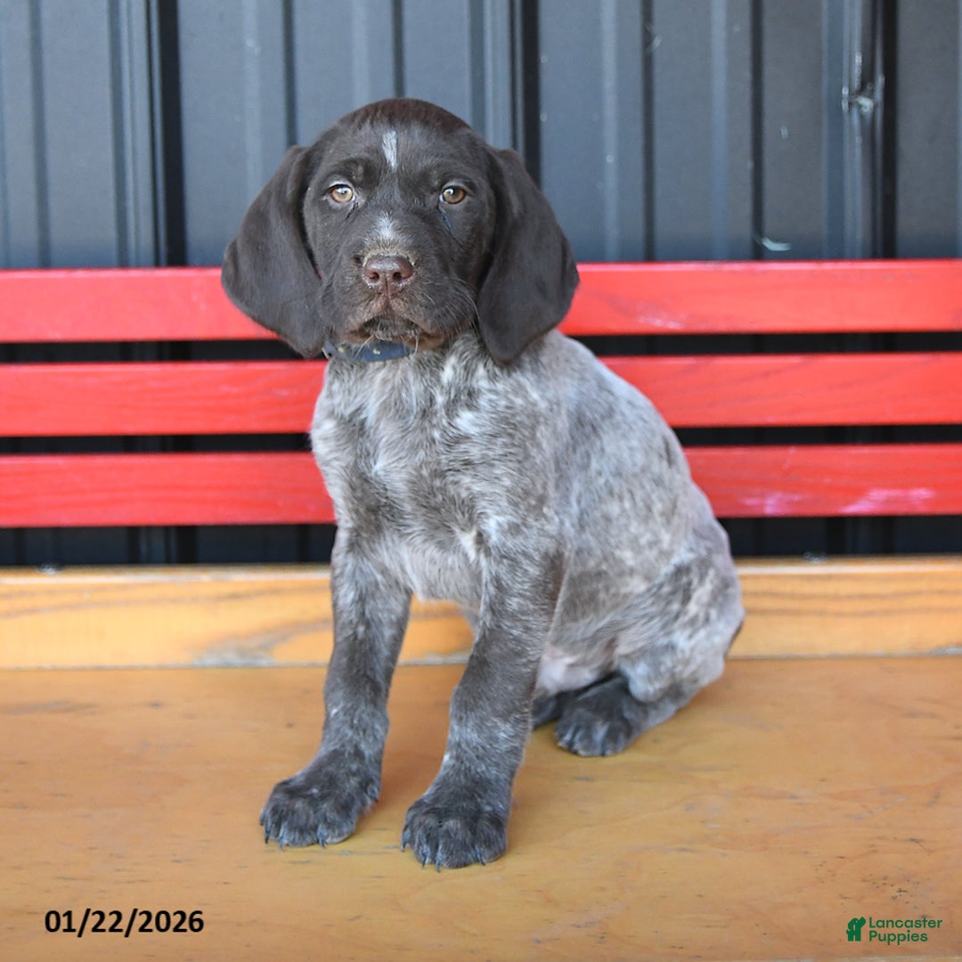 German Shorthaired Pointer dogs for sale: Rusty - Ad 2