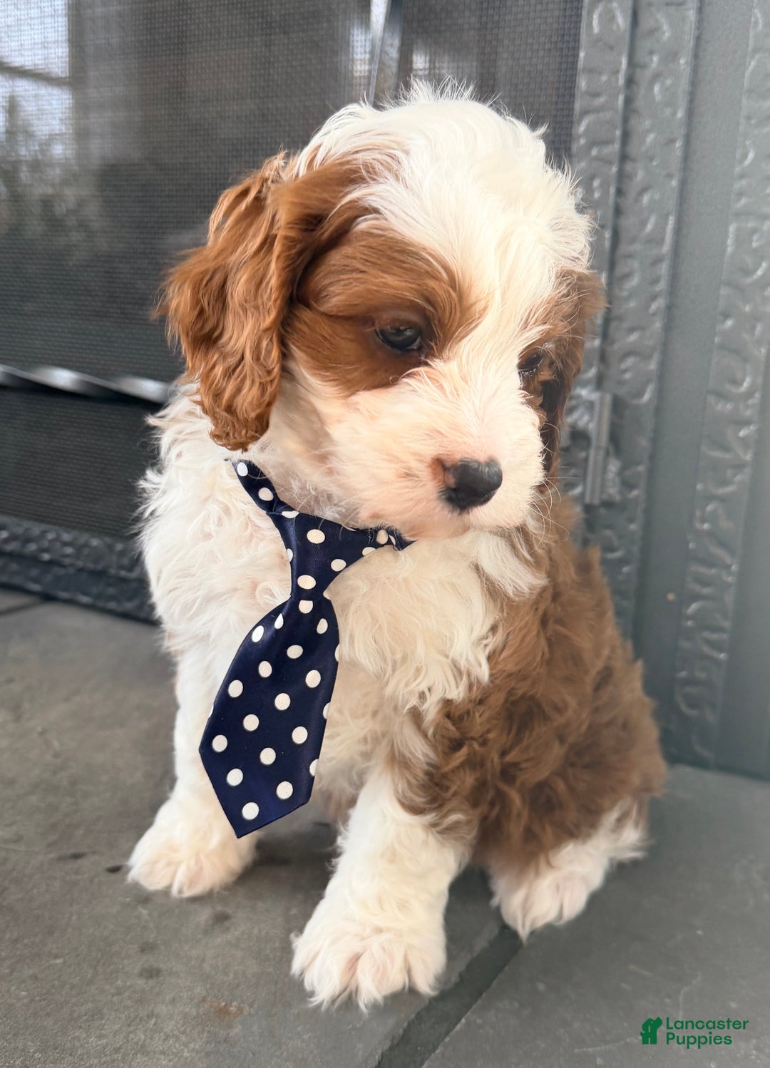 Cavapoo dogs for sale: Baxter - Ad 2