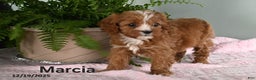 Cavapoo dogs for sale: Marcia - Ad 2
