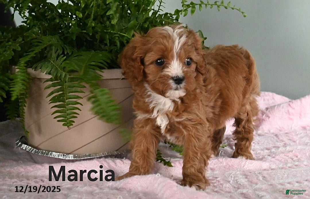 Cavapoo dogs for sale: Marcia - Ad 2