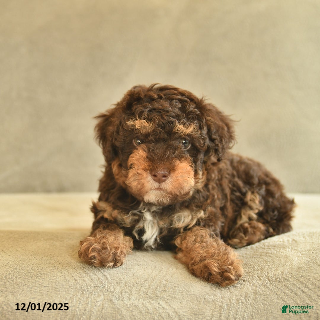 Miniature Poodle dogs for sale: Willie - Ad 5