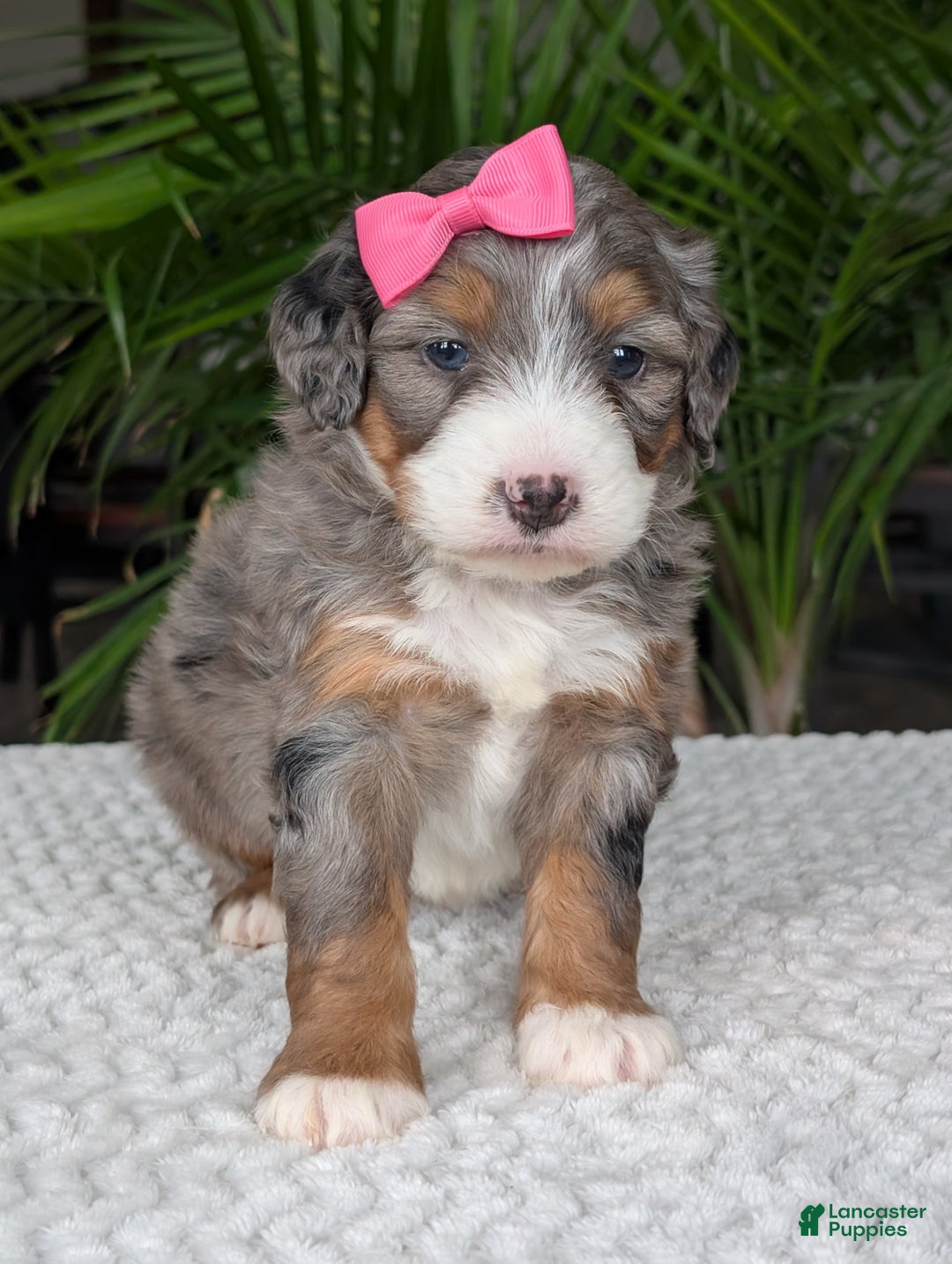 Mini Bernedoodle dogs for sale: Mini Daisy  - Ad 4