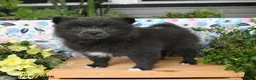 Pomeranian dogs for sale: Cheeky - Ad 2