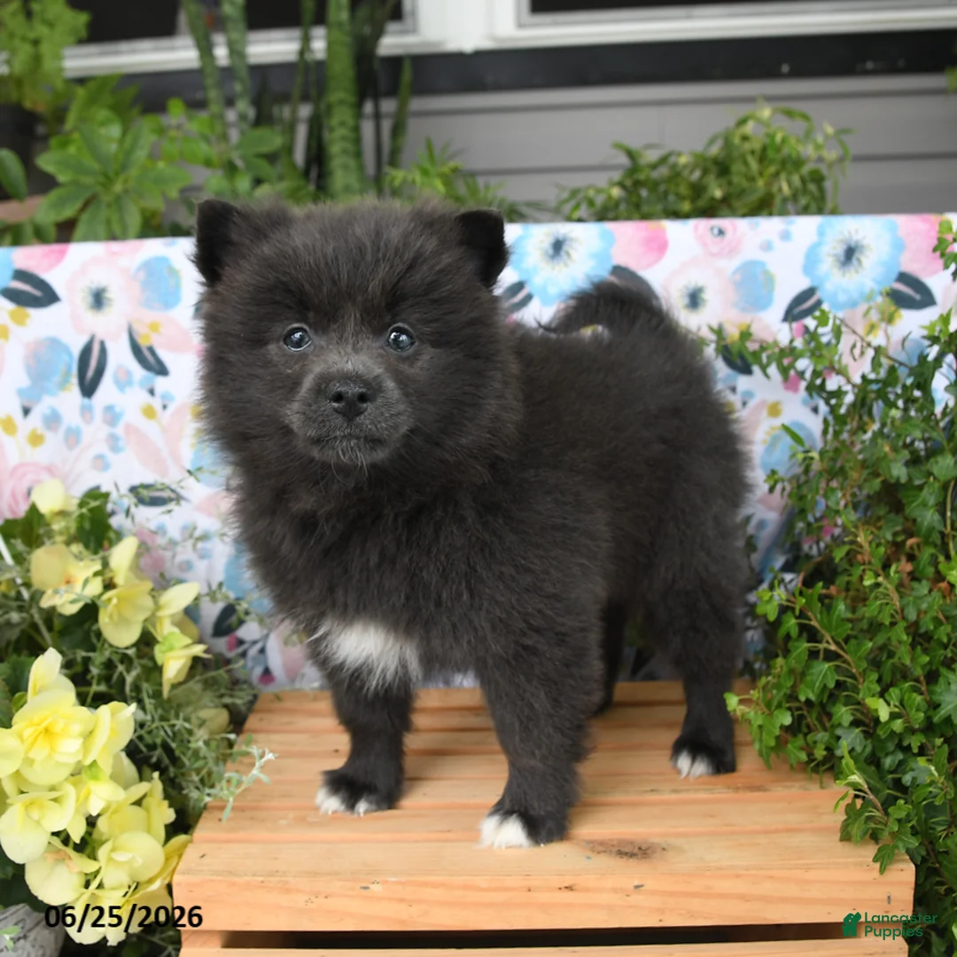 Pomeranian dogs for sale: Cheeky - Ad 2