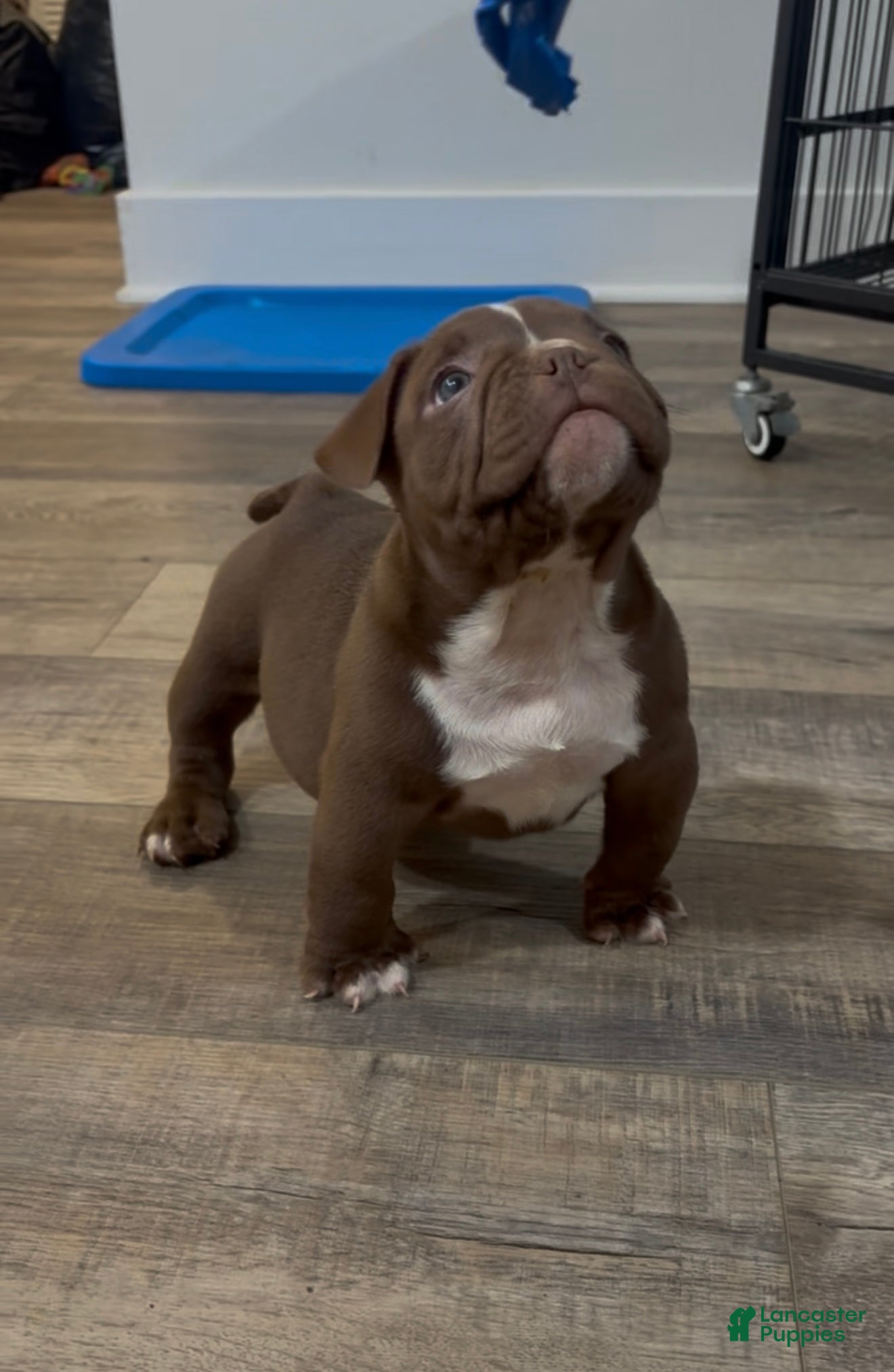 American Bully dogs American Bully Puppy 1 - Ad 28