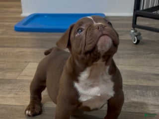 American Bully dogs American Bully Puppy 1 - Ad 21