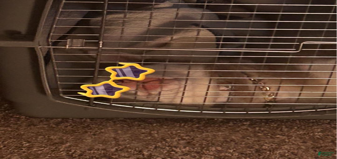 Gallery Image {{count}}