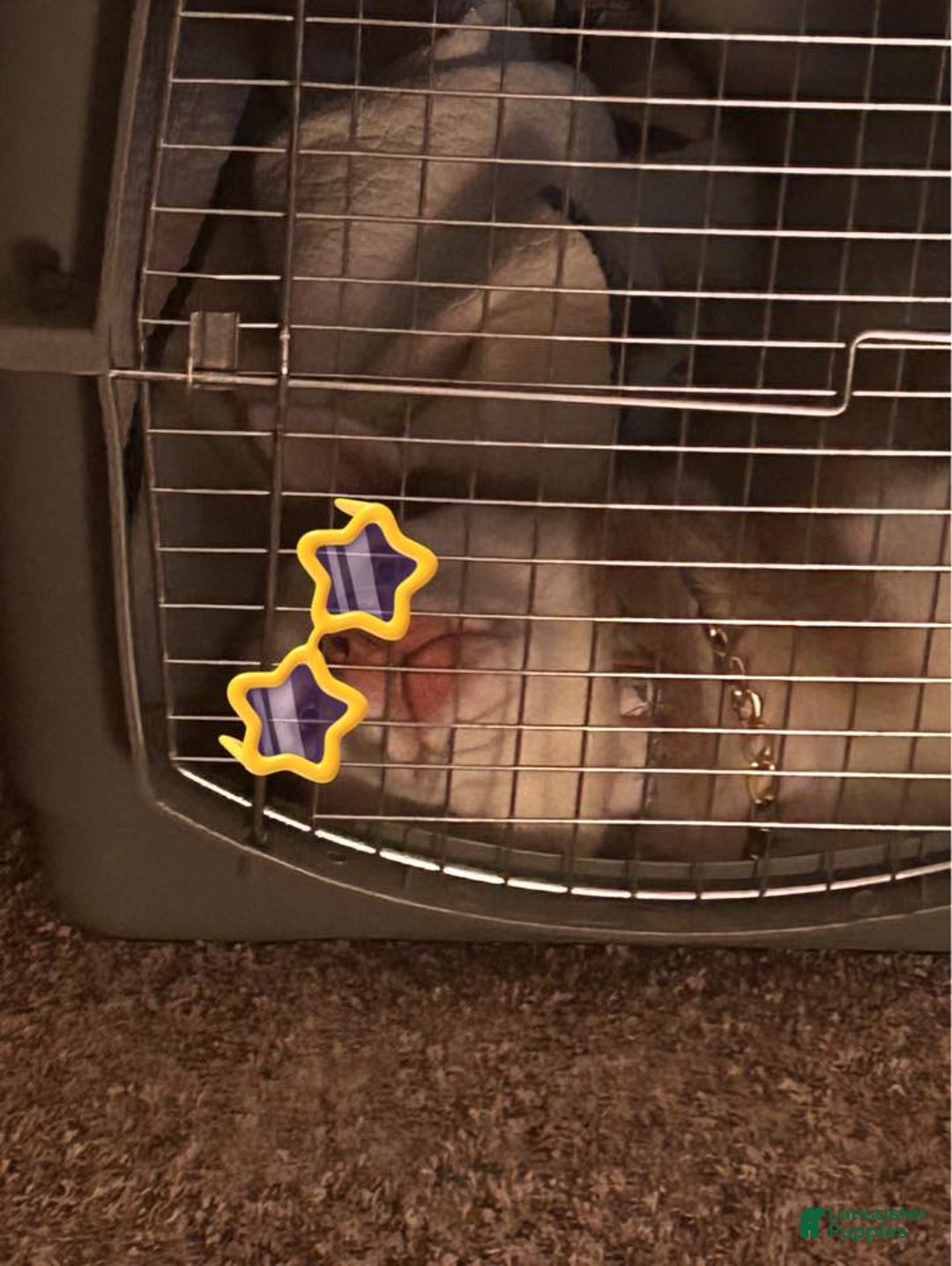 Gallery Image {{count}}