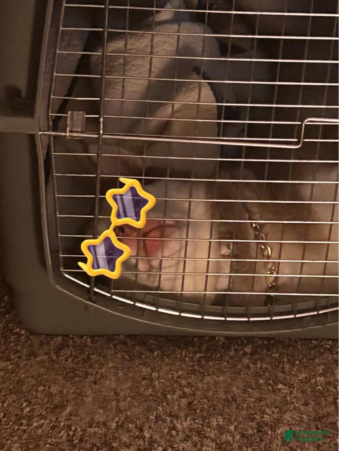 Gallery Image {{count}}