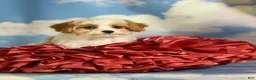 Cavapoo dogs for sale: Chili  - Ad 5