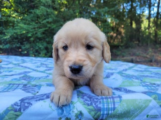 Golden Retriever dogs - Ad 4