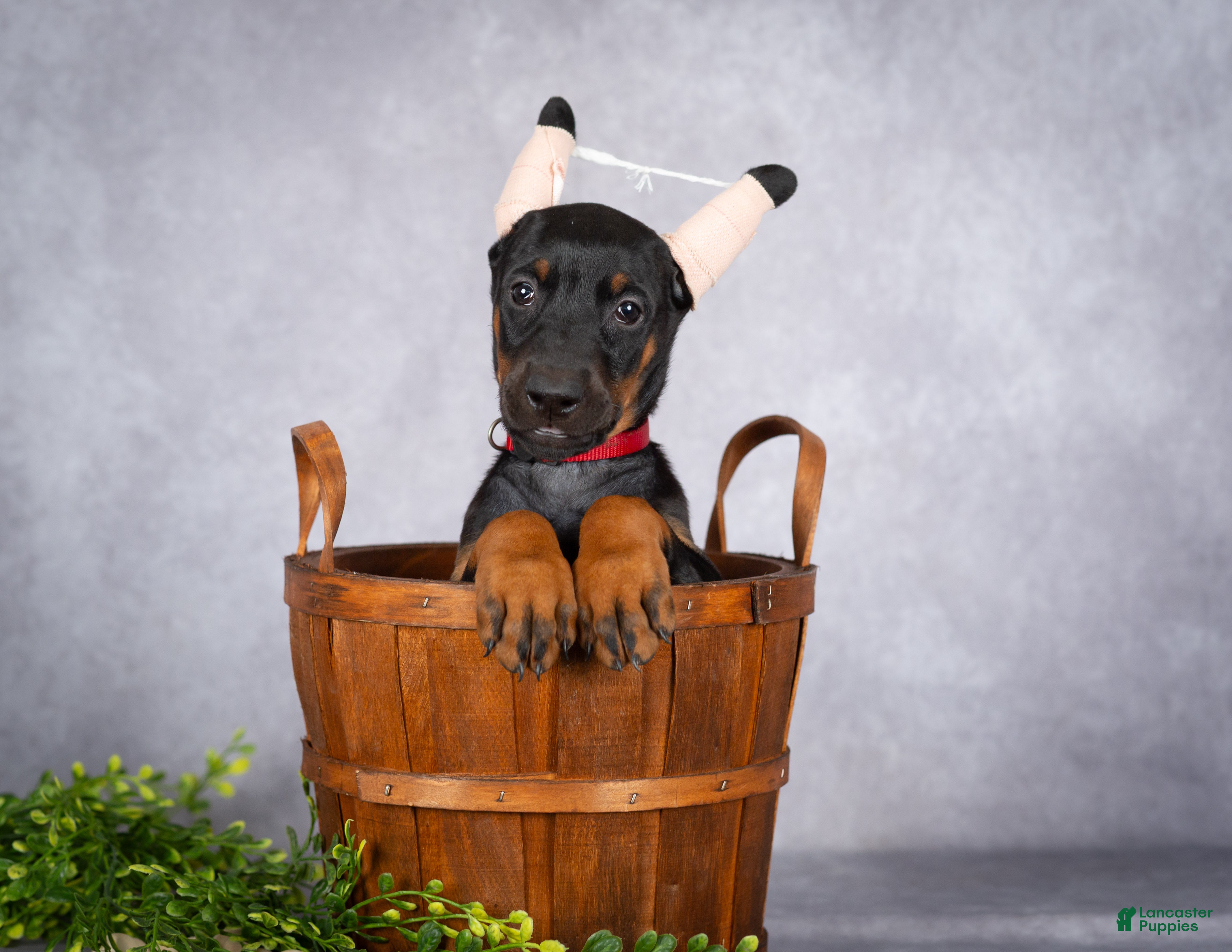 Doberman Pinscher dogs Kiara - Ad 2