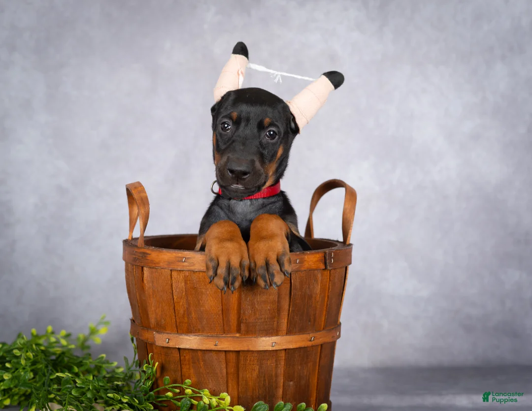 Doberman Pinscher dogs for sale: Kiara - Ad 2