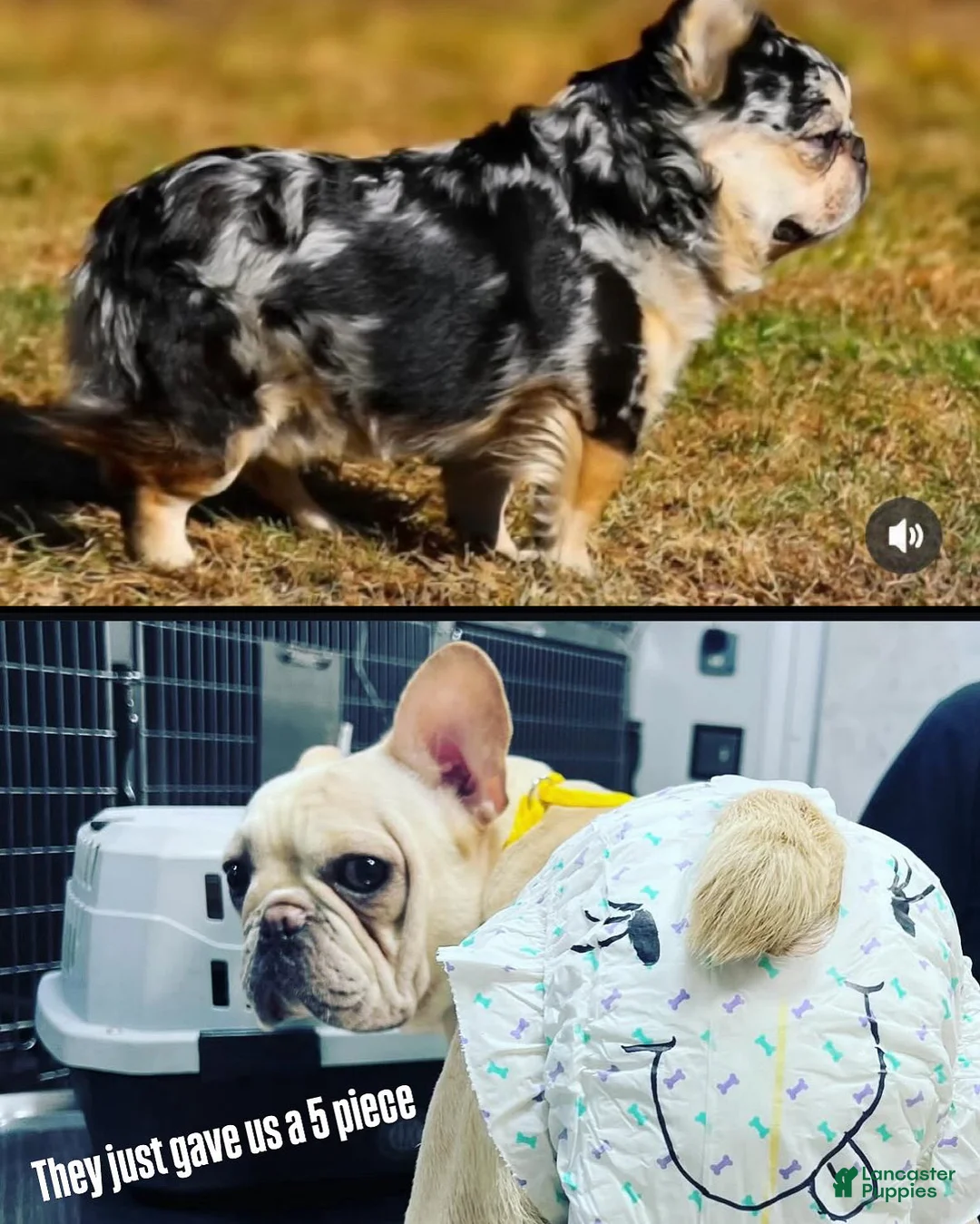 French Bulldog dogs for sale: French Bulldog Puppy 2 - Ad 3