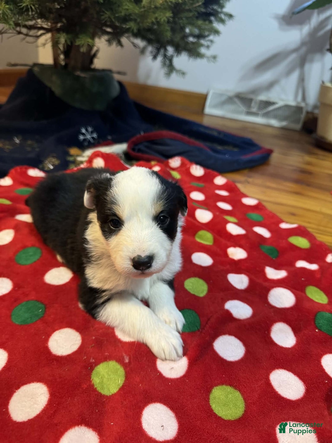 Australian Shepherd dogs for sale: Snowy - Ad 2