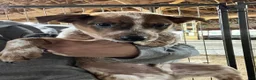 Australian Cattle Dog dogs for sale: Rally - Ad 1