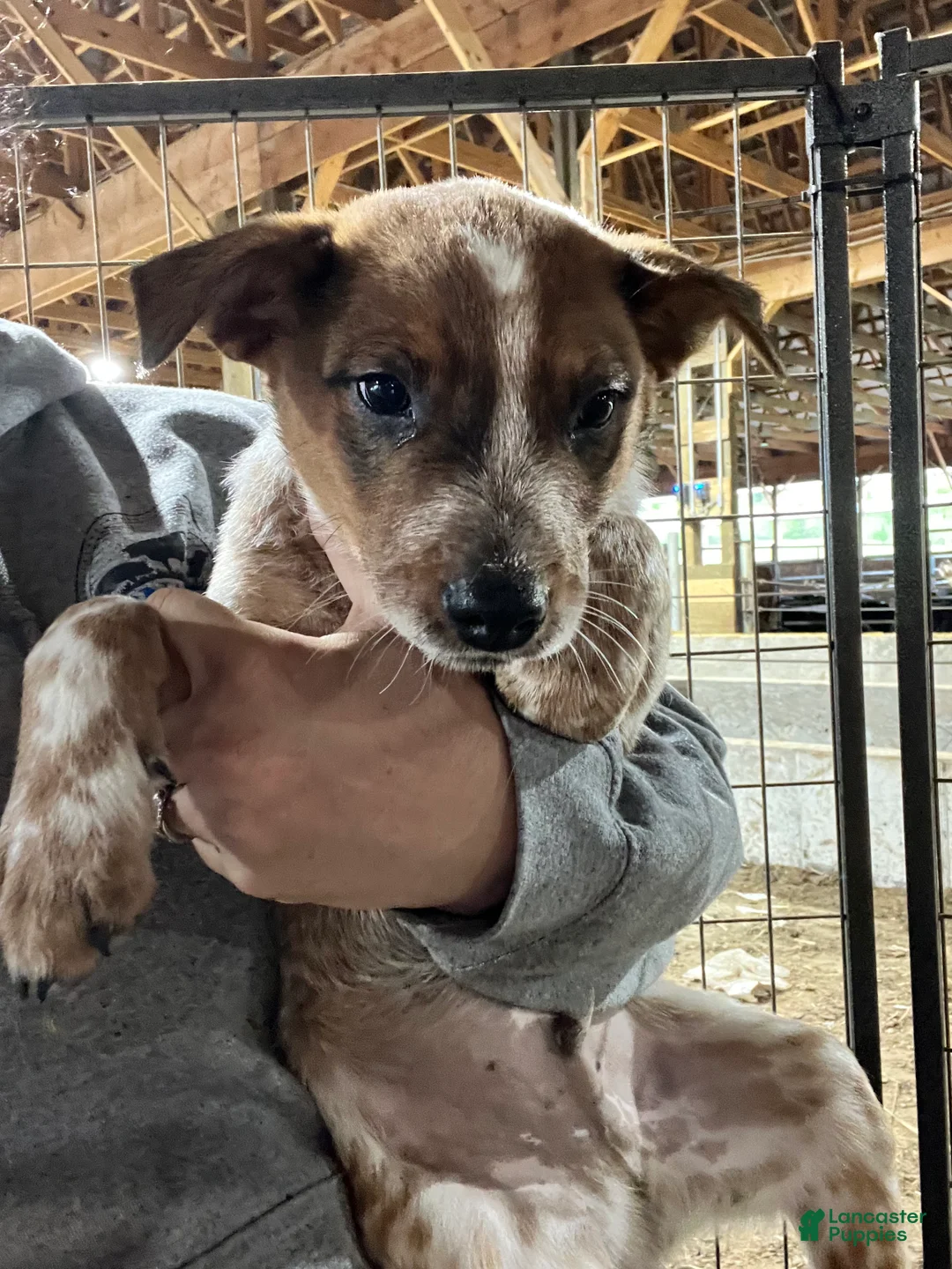 Australian Cattle Dog dogs for sale: Rally - Ad 1
