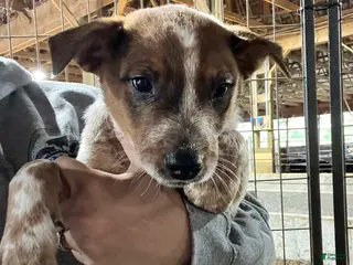 Australian Cattle Dog dogs Rally - Ad 1