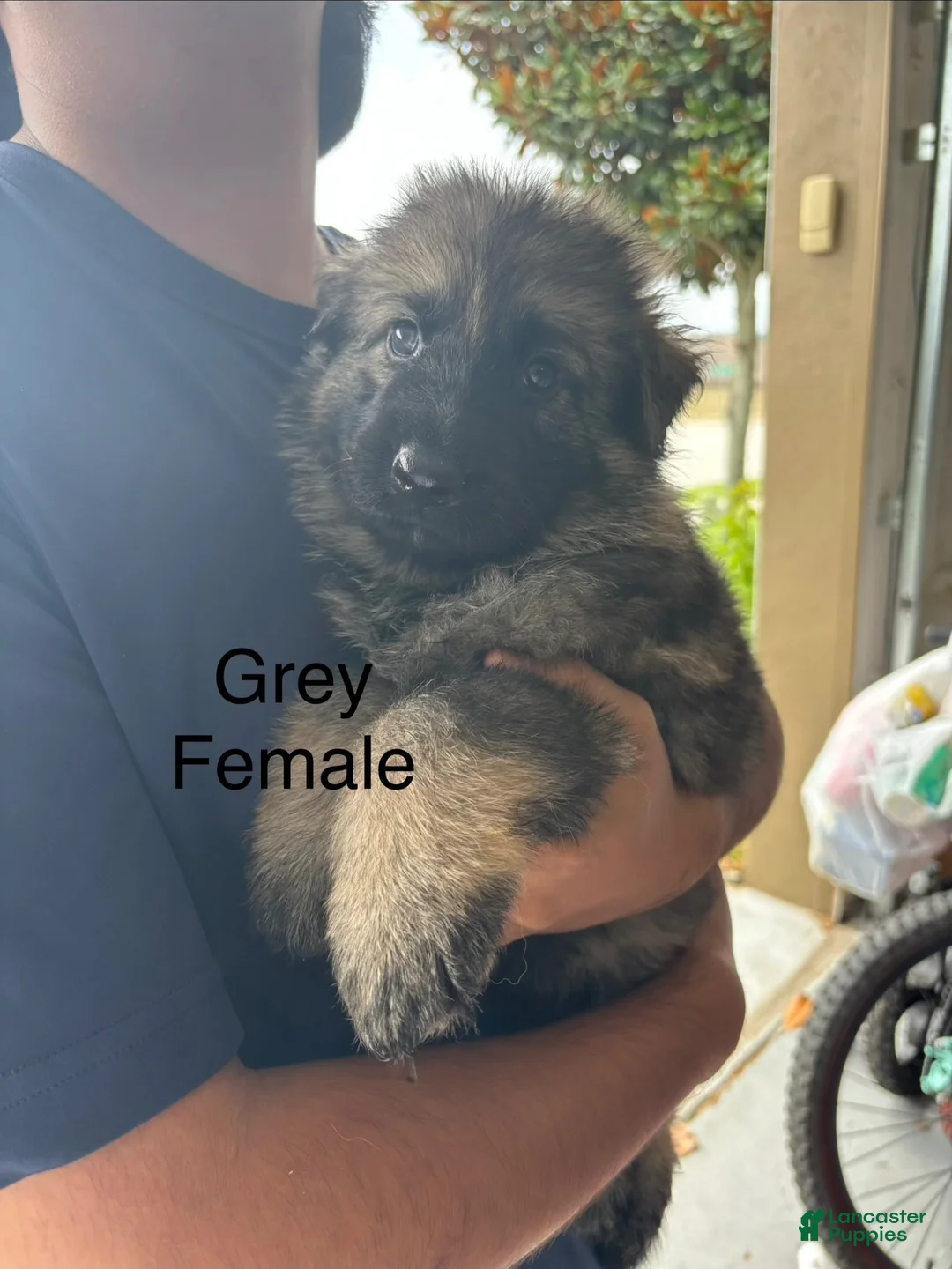 German Shepherd dogs for sale: German Shepherd 1 - Ad 1