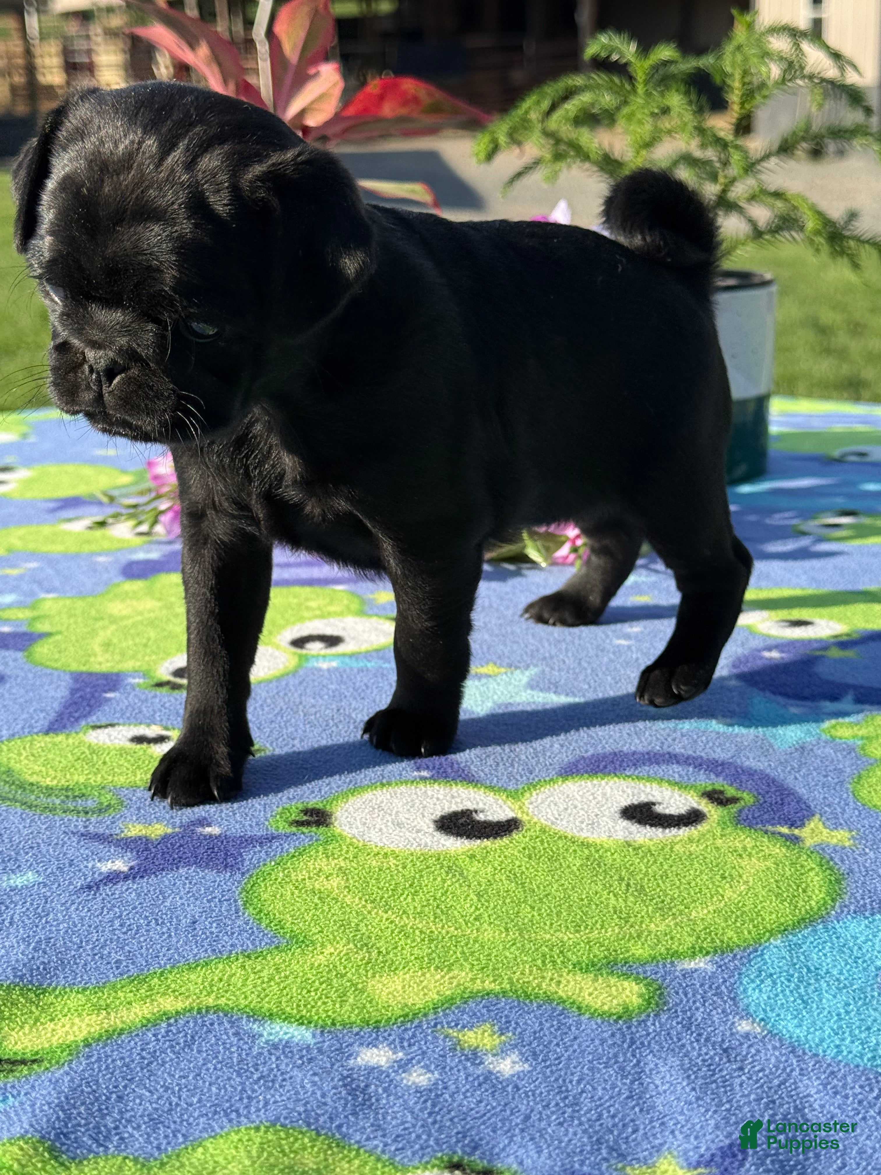 Pug dogs Petunia - Ad 2