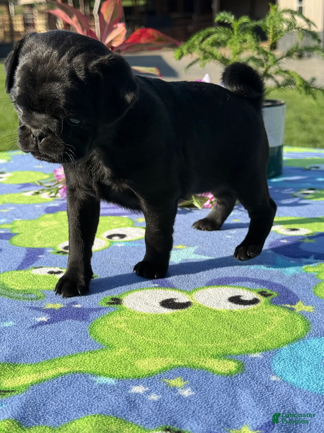 Pug dogs for sale: Petunia - Ad 2