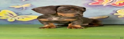 Miniature Dachshund dogs for sale: AKC-PRIMROSE (Short-Haired Blue & Tan Female) - Ad 7