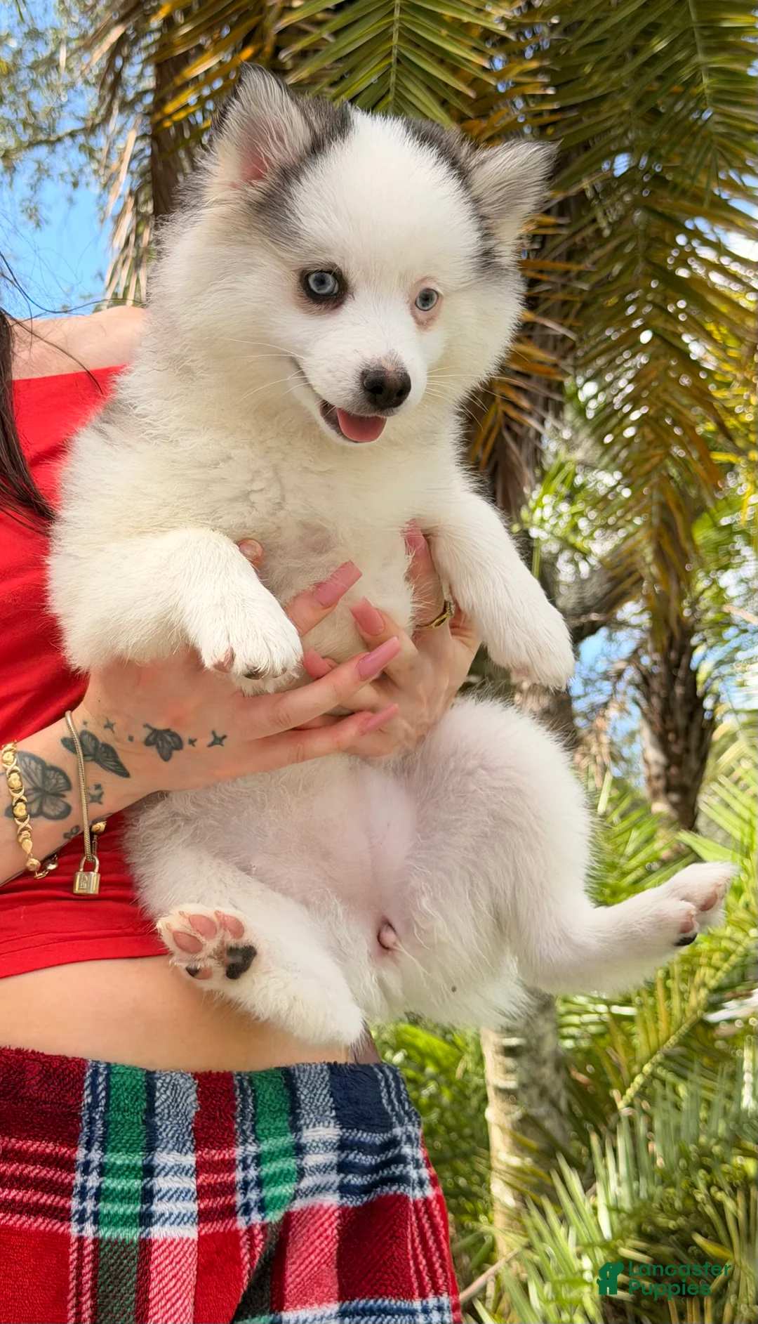 Pomsky dogs for sale: S’mores  - Ad 2