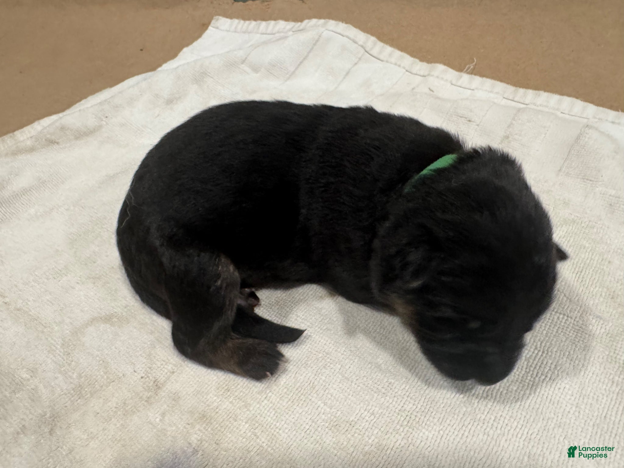 German Shepherd dogs for sale: German Shepherd Puppy 6 - Ad 2